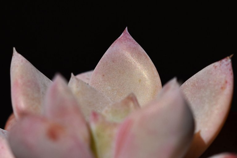 Echeveria split rosette 6.jpg