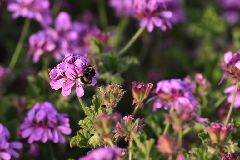 Bumblebee pelargonium 9.jpg