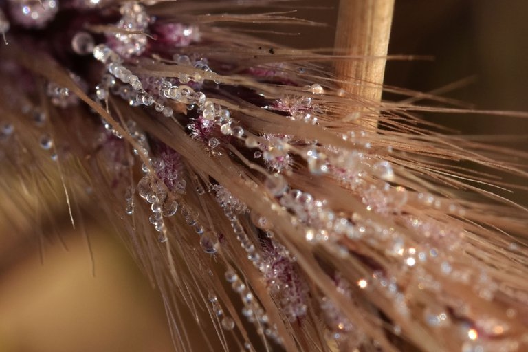 dry grass flower waterdrops 5.jpg