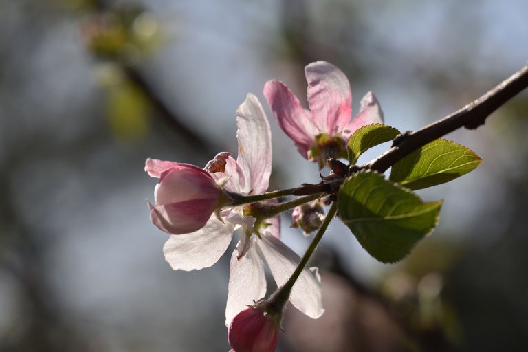 spring blooming tree 10.jpg