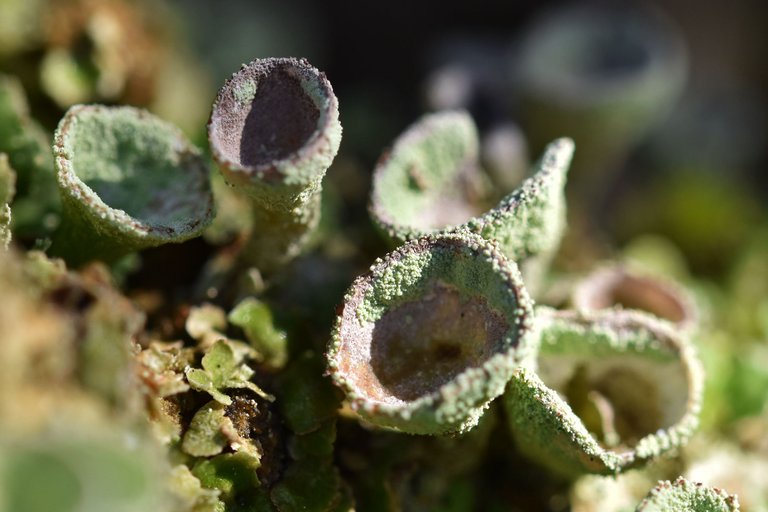 Cladonia lichen cups mountain 2.jpg