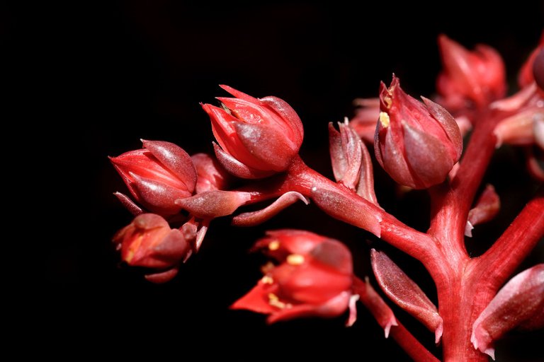 echeveria black prince flowers macro 2.jpg