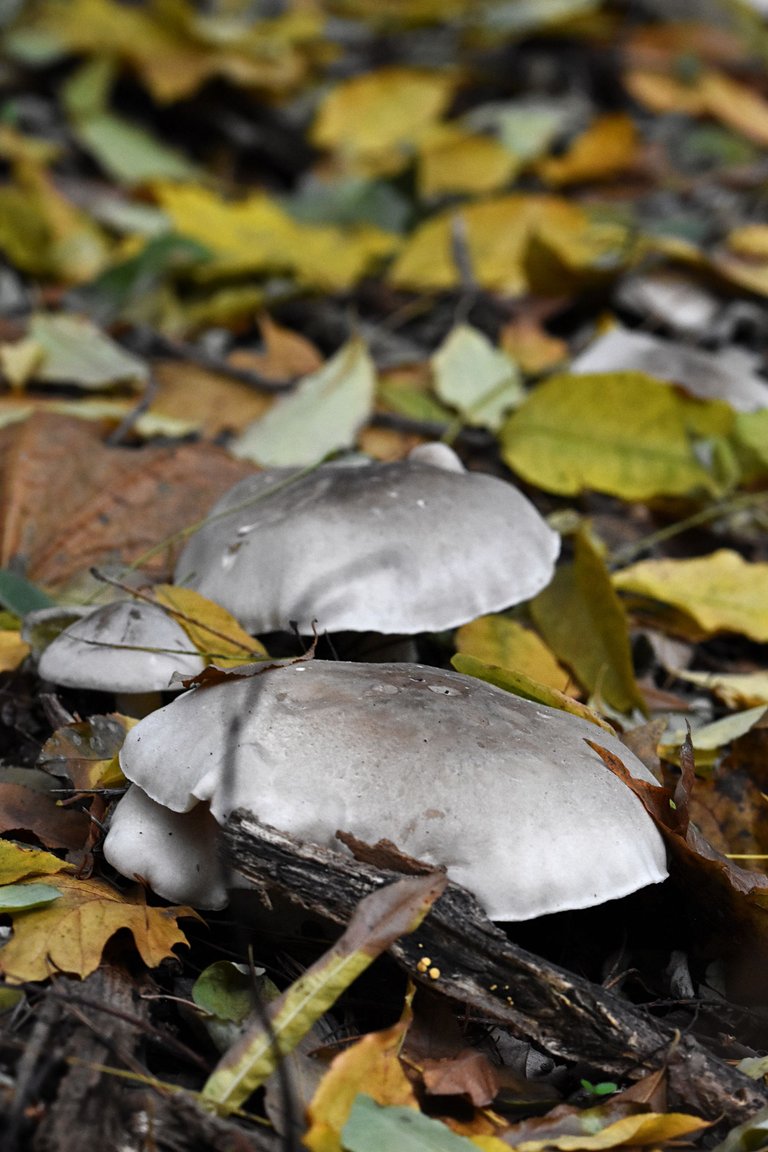 silver mushrooms pl 6.jpg