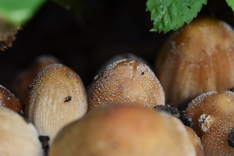 mushrooms applee tree pl 9.jpg