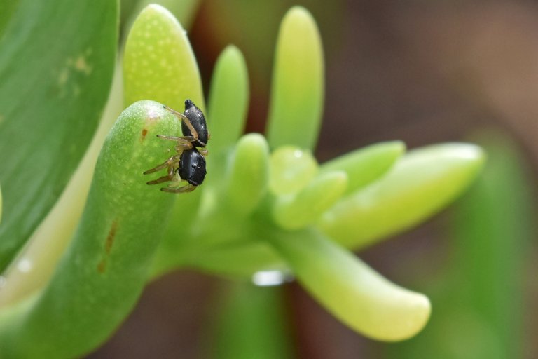 black jumping spider ice plant 3.jpg