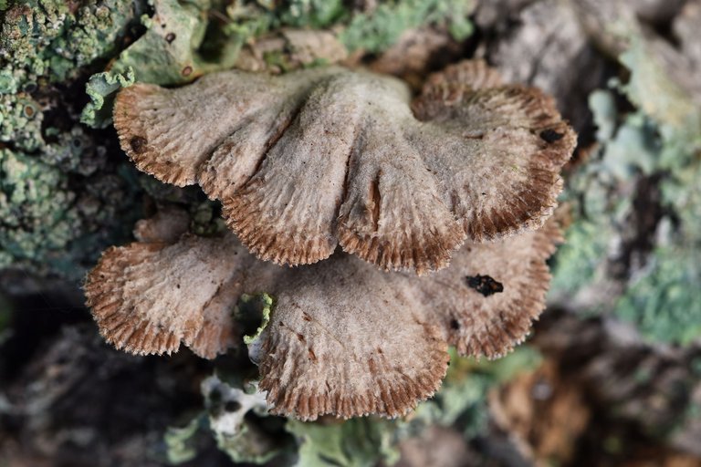 cork branch mushrooms 6.jpg