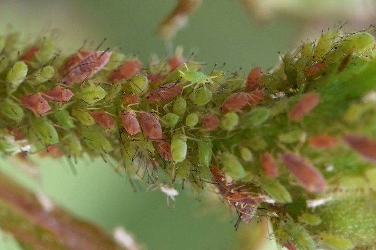 Aphid colony rose 1.jpg