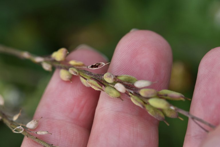 Berteroa incana Hoary alyssum pl 3.jpg