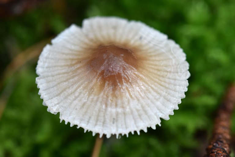 white daisy mushrooms pl 3.jpg