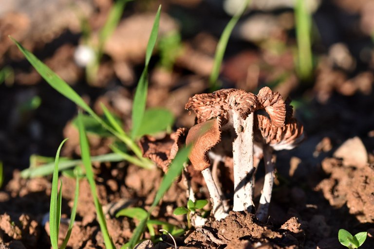 dried mushrooms 2.jpg