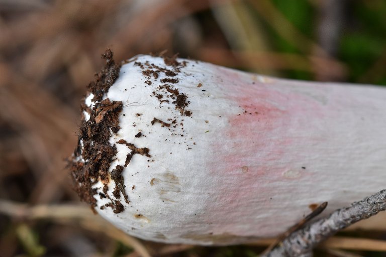 Russula purple mushrom pl 8.jpg