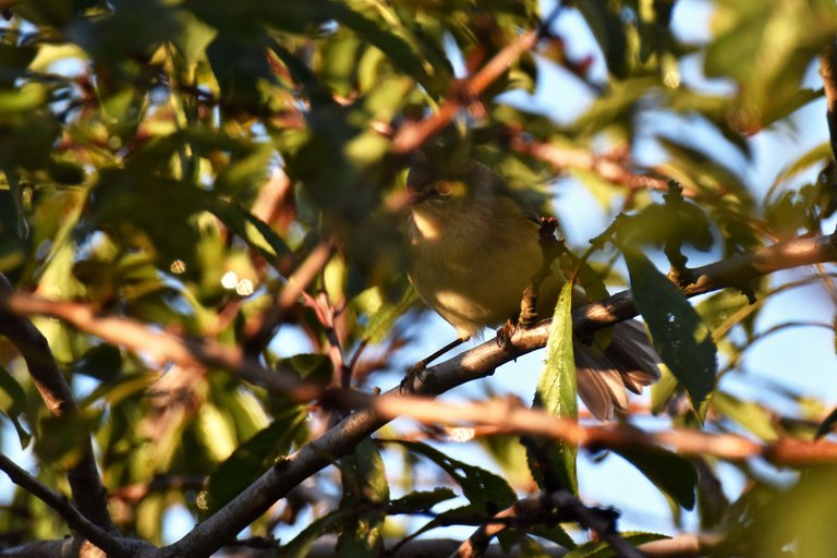 Common chiffchaff birds pl 2.jpg