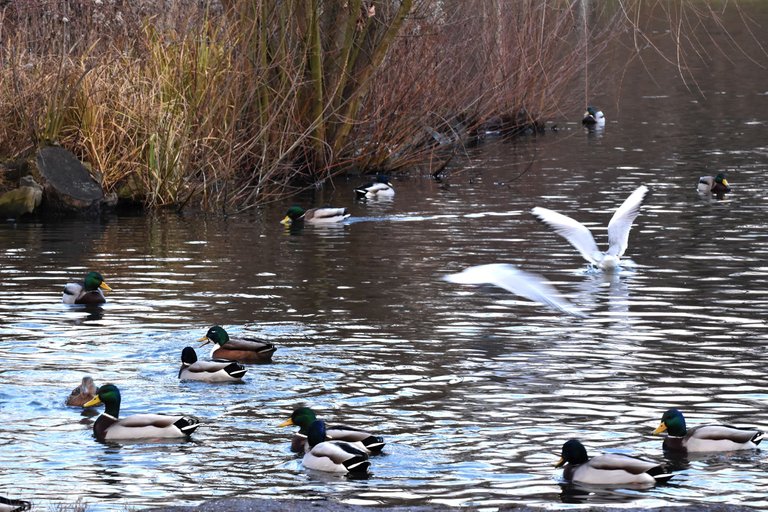 ducks park 4.jpg