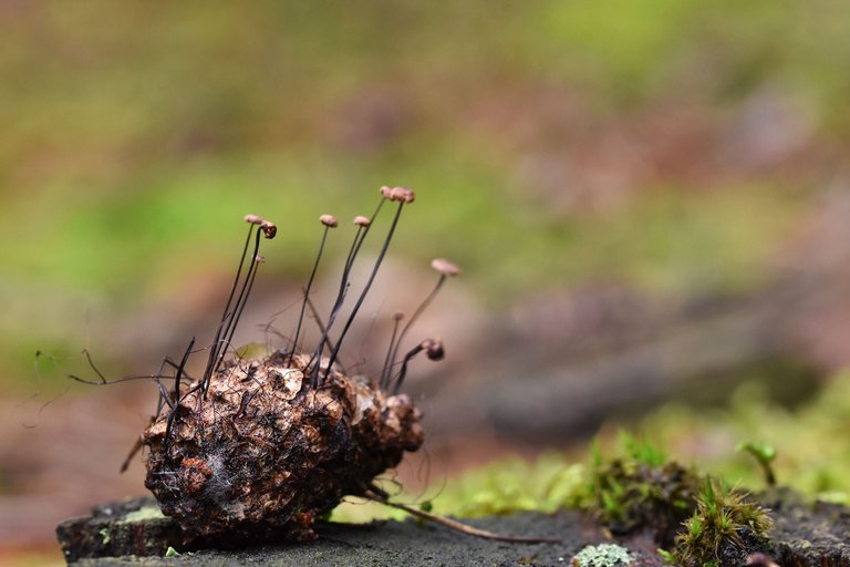 tiny mushrooms pine cone 6.jpg