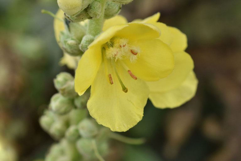 Verbascum wildflower pl 5.jpg