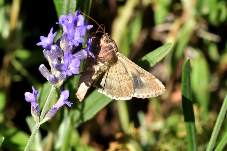 Silver Y moth lavender pl 5.jpg