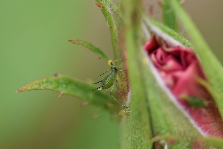 Aphid colony rose 12.jpg