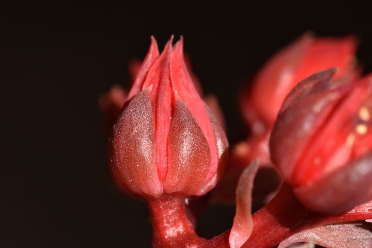 echeveria black prince flowers macro 4.jpg