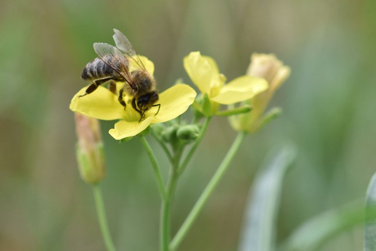 yellow ruccola bee pl 8.jpg