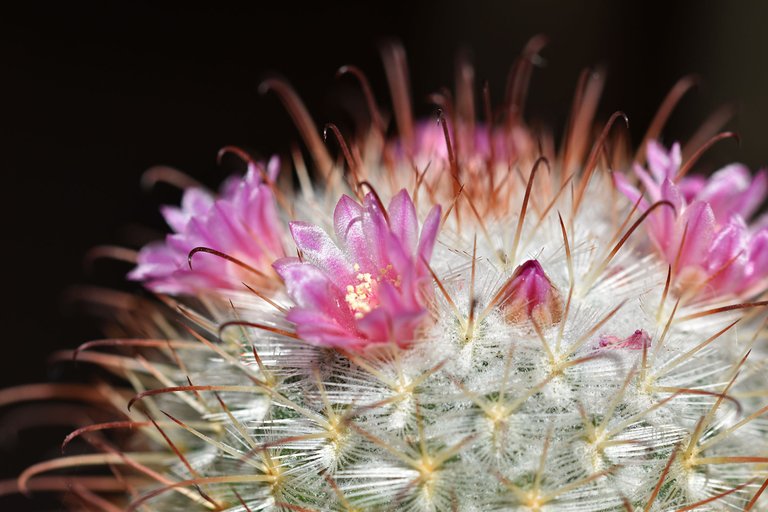 Mammillaria Bombycina 2025 3.jpg