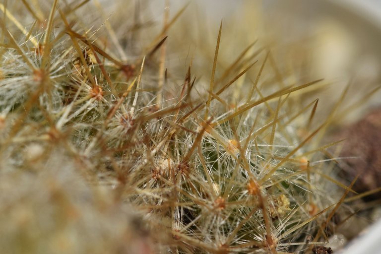 Mammillaria prolifera 2022 6.jpg