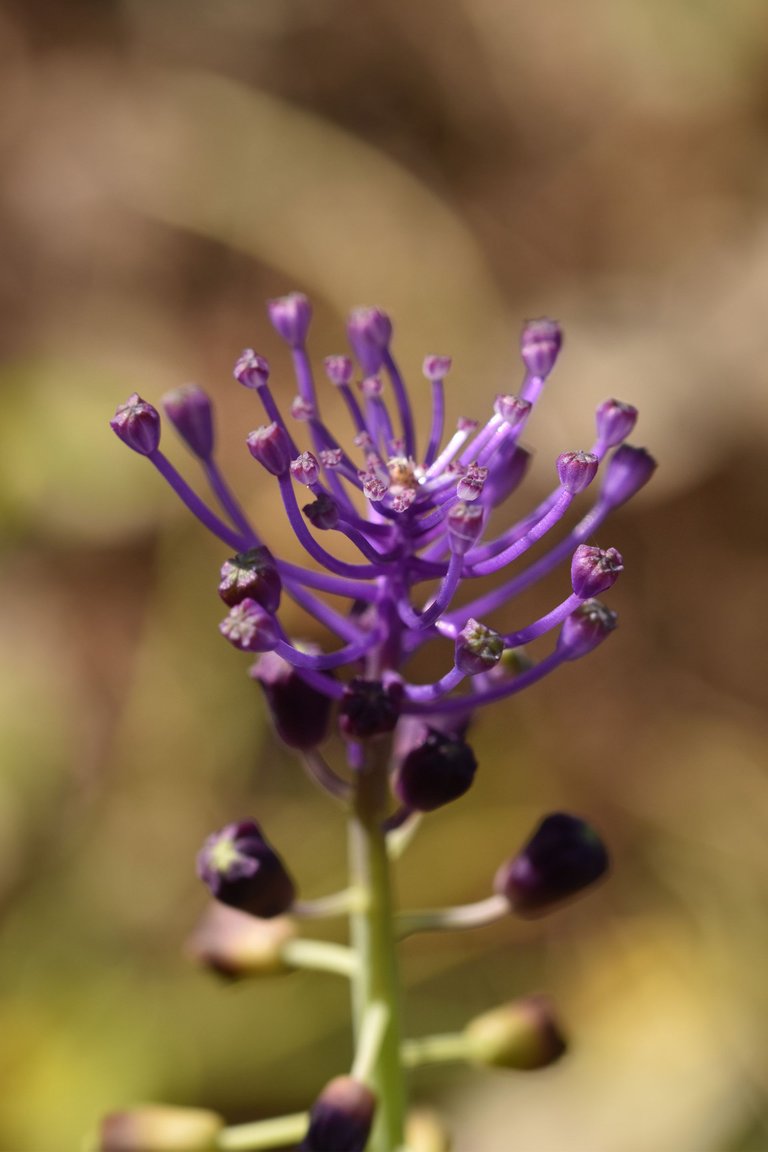 Leopoldia comosa grape hyacinth purple 1.jpg