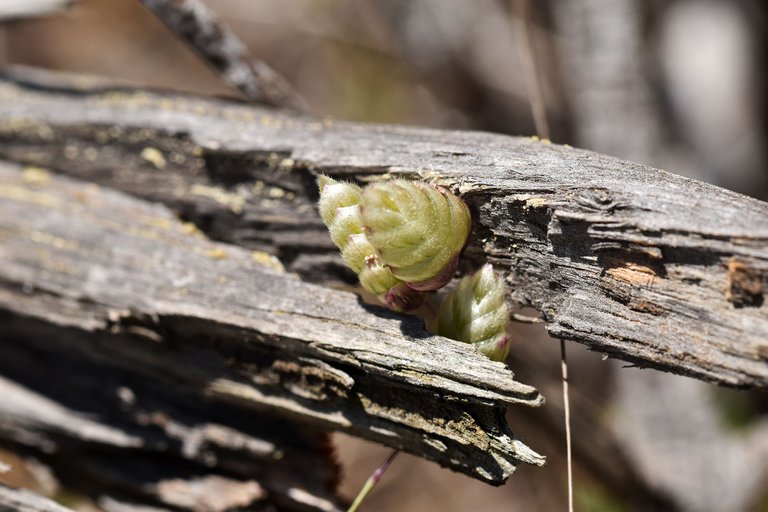 dry wood grass.jpg