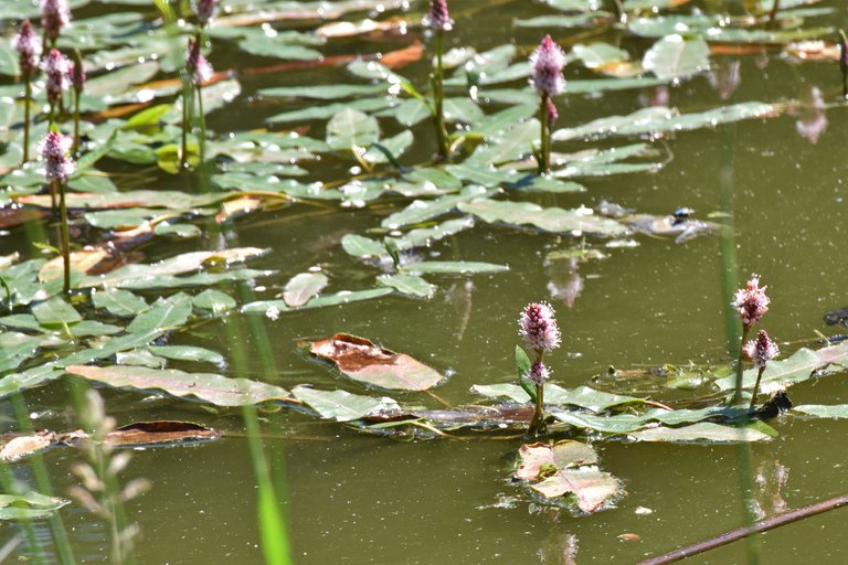 Persicaria amphibia prak pond pl 6.jpg