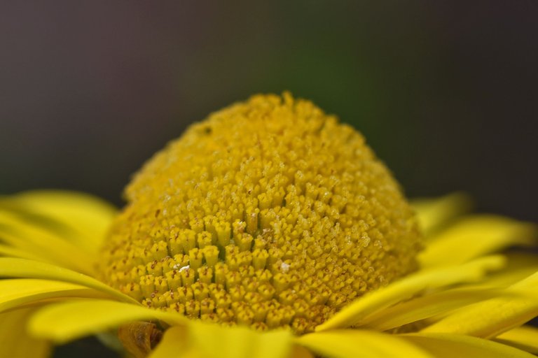 Coleostephus myconis yellow wildflower 10.jpg