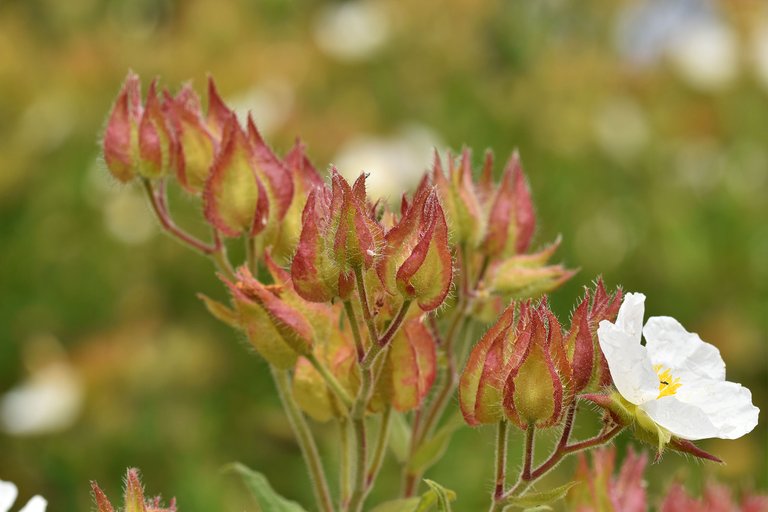 Rockrose cistus buds.jpg