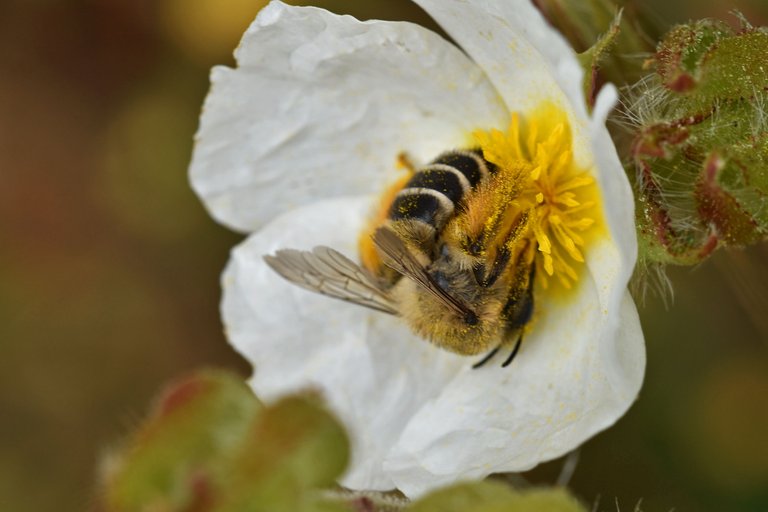 honey bee cistus 3.jpg