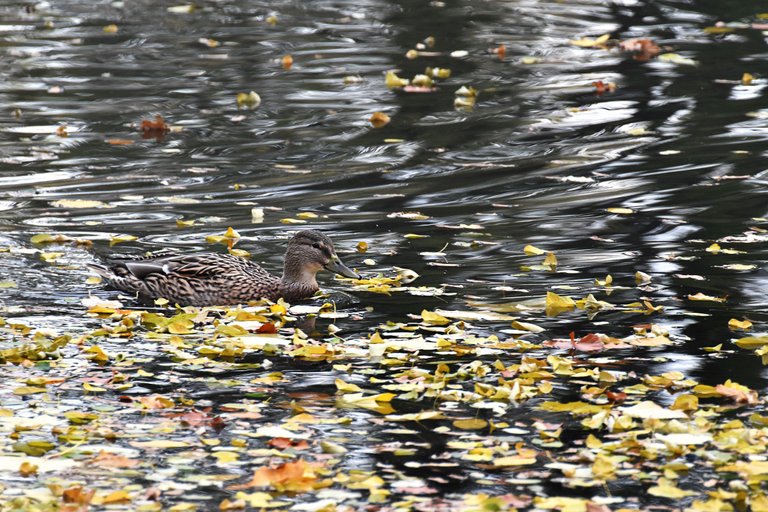 ducks fall pond pl 3.jpg