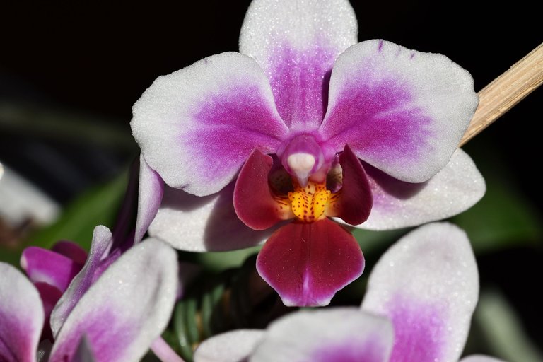 mini orchid flower surprise 2022 3.jpg