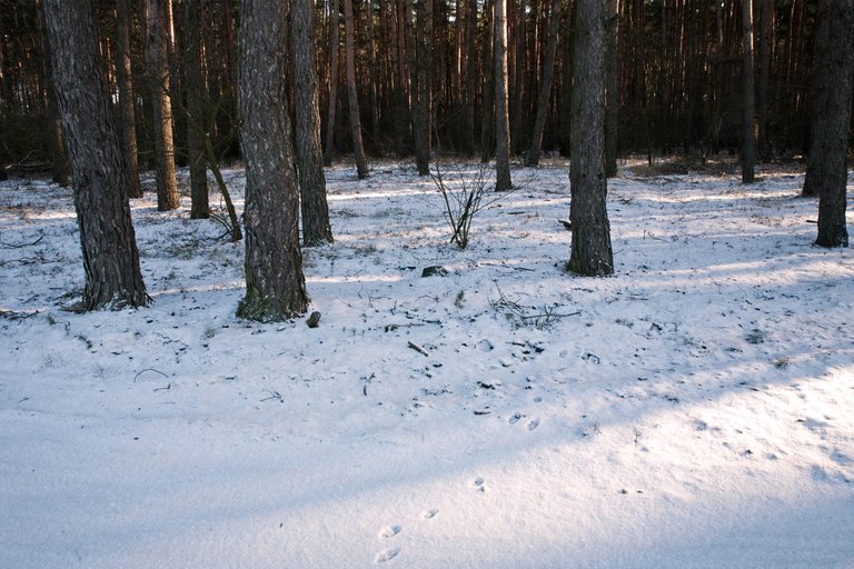 Glinianki winter walk 3.jpg