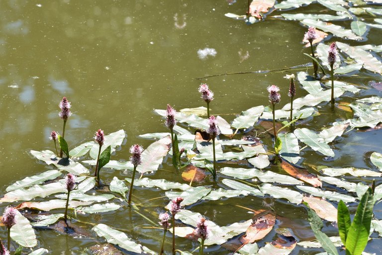 Persicaria amphibia prak pond pl 3.jpg