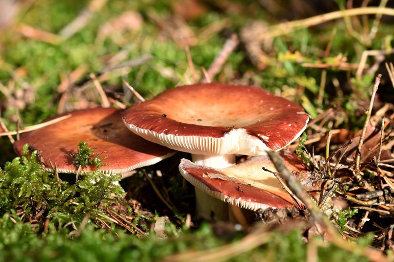 Red russula mushrooms pl 5.jpg