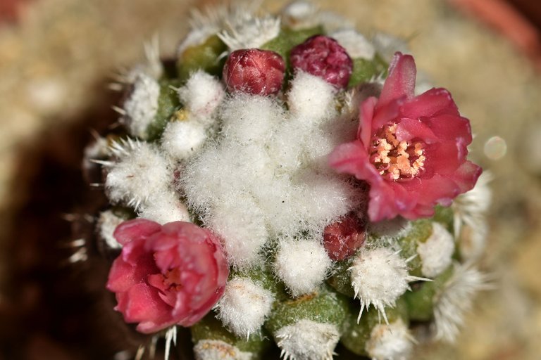 Mammillaria gracilis Arizona Snowcap 2021 7.jpg