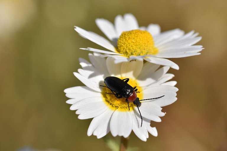 beetle daisies park  6.jpg