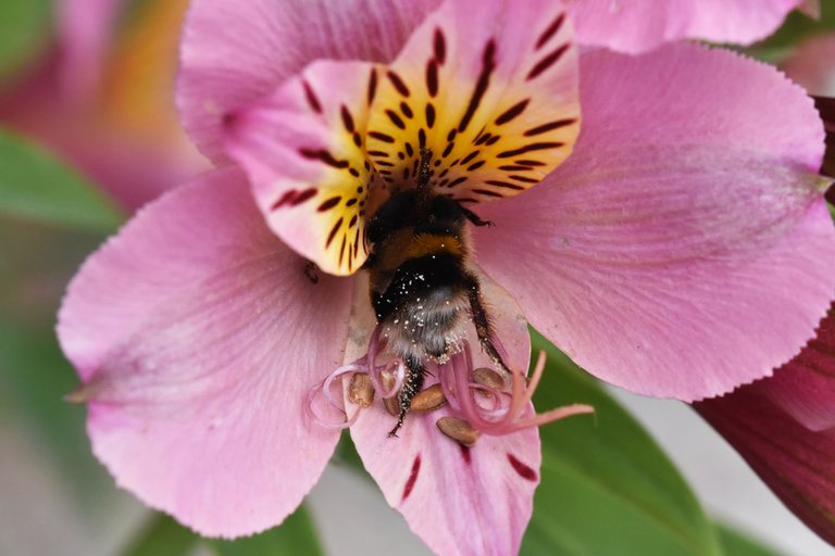 Lily of the Incas bumblebee 4.jpg