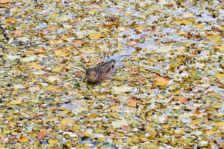 ducks fall pond pl 4.jpg