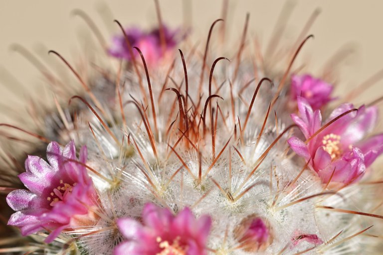 Mammillaria Bombycina 2025 7.jpg