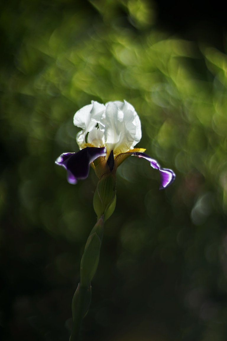 blue Iris helios pl.jpg