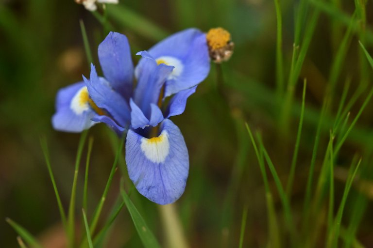 Gynandriris sisyrinchium wild iris 2.jpg