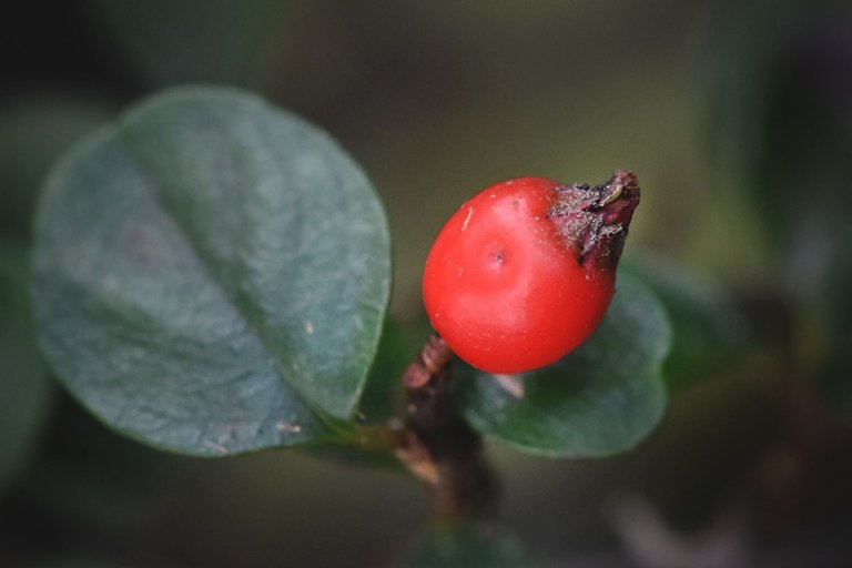 Cranberry Cotoneaster shrub pl 9.jpg
