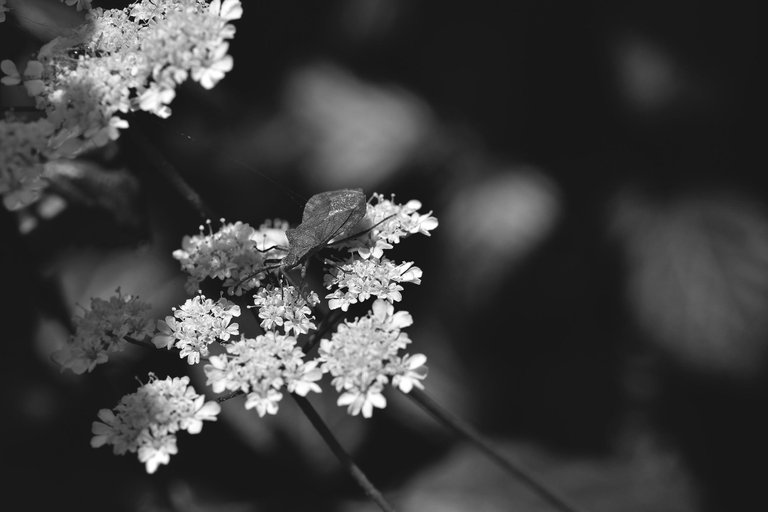 Water Dropwort flower bw 5.jpg