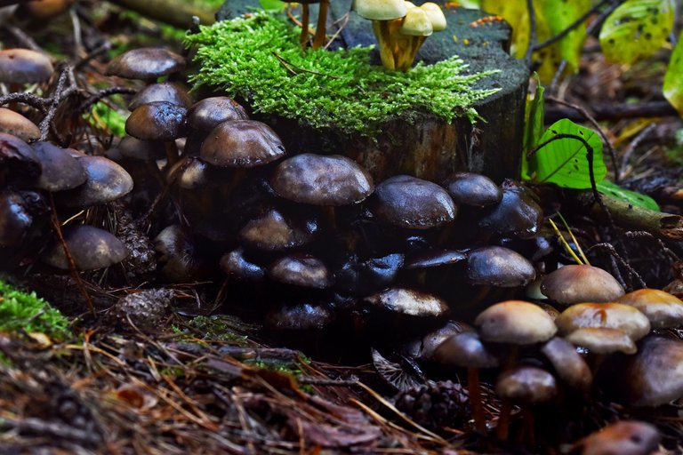 mushrooms stump pl 4.jpg