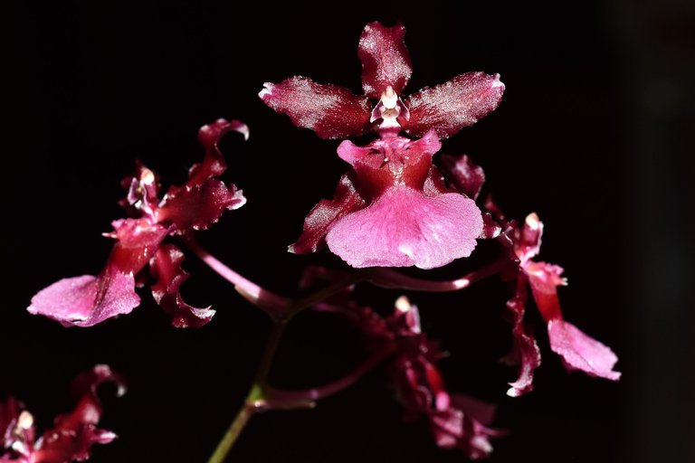 Oncidium Sharry Baby flower 2021 4.jpg