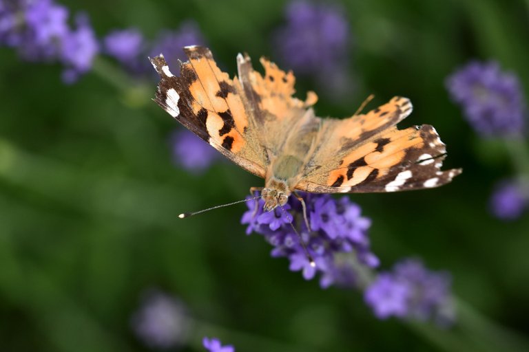 Painted lady butterfly damaged 4.jpg