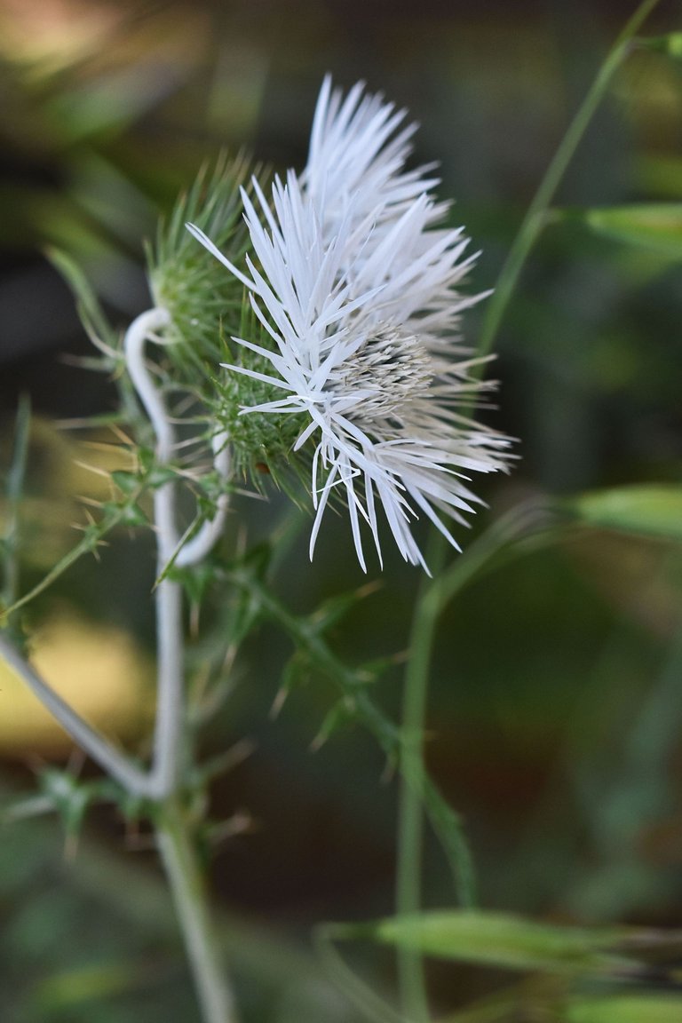 Giant thistle park 9.jpg