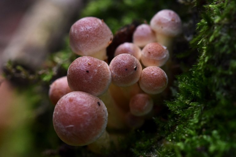 Sulphur Tuft small mushrooms pl 7.jpg